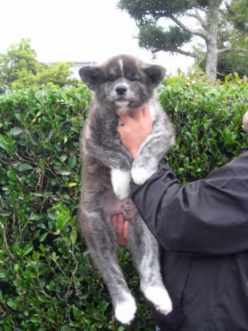 秋田犬のサムネイル画像3