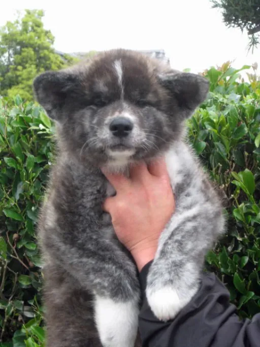 秋田犬のサムネイル画像4