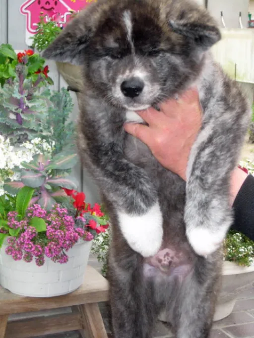 秋田犬のサムネイル画像5