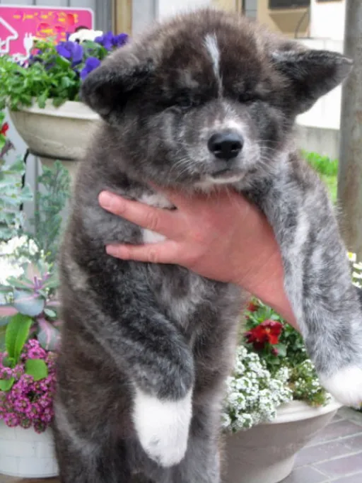 秋田犬のサムネイル画像6