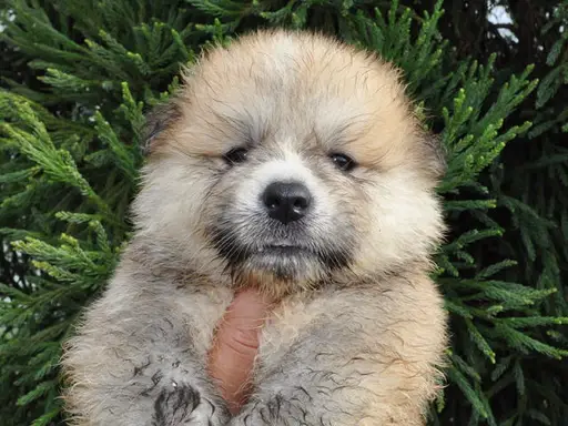 秋田犬の子犬販売