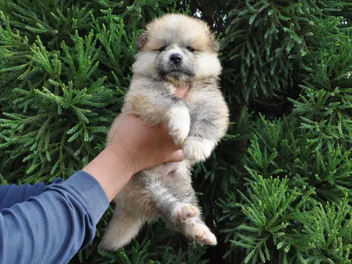 秋田犬のサムネイル画像2