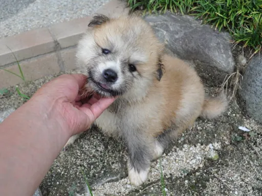 秋田犬のサムネイル画像3