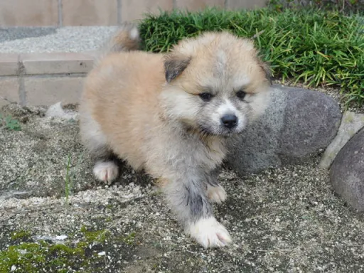 秋田犬のサムネイル画像4