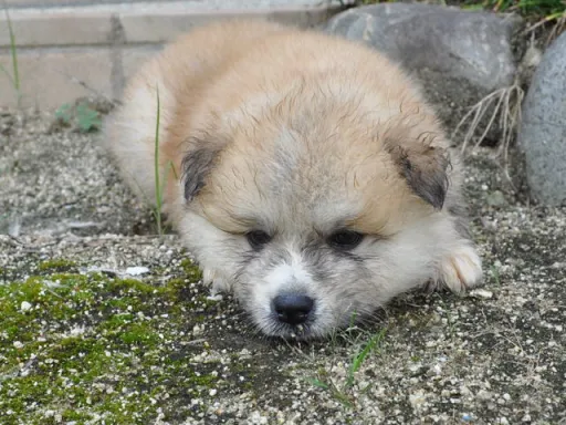 秋田犬のサムネイル画像5