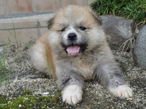 秋田犬のサムネイル画像6