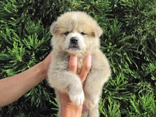 秋田犬の子犬販売