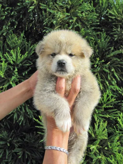 秋田犬のサムネイル画像2