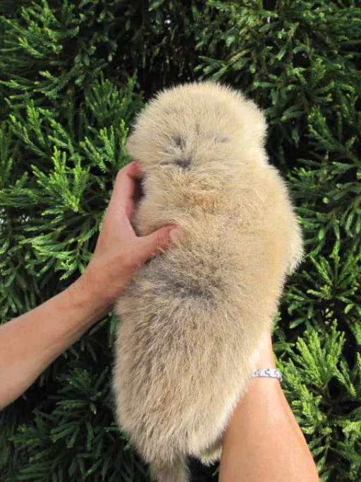 秋田犬のサムネイル画像4