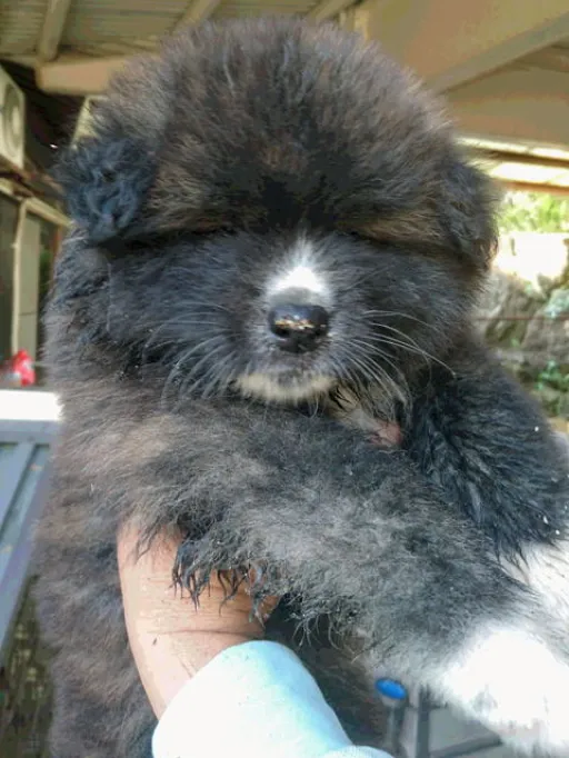 秋田犬のサムネイル画像2