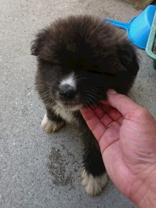 秋田犬のサムネイル画像3