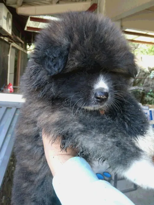 秋田犬のサムネイル画像4