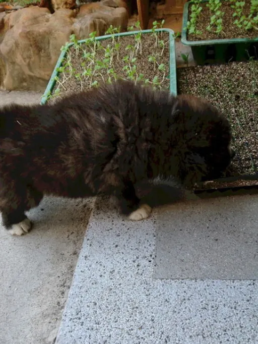 秋田犬のサムネイル画像5