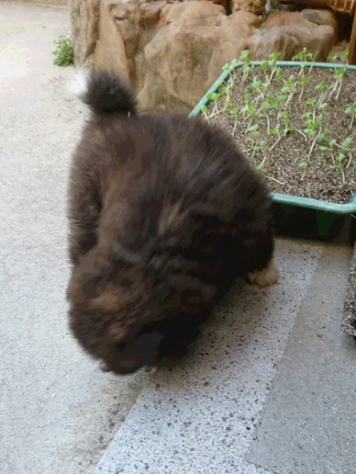 秋田犬のサムネイル画像6