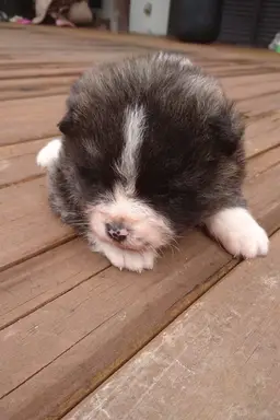 秋田犬の子犬販売