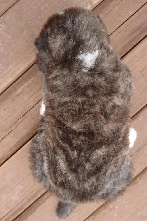 秋田犬のサムネイル画像2