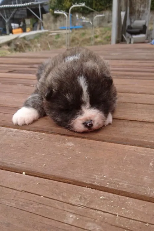 秋田犬のサムネイル画像3
