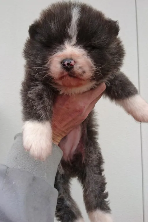 秋田犬のサムネイル画像4