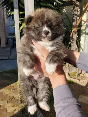 秋田犬の子犬販売