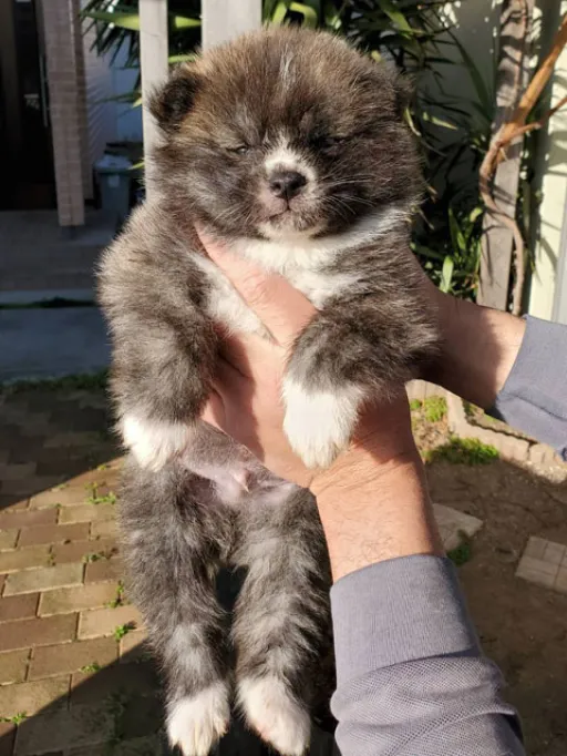 秋田犬のサムネイル画像2