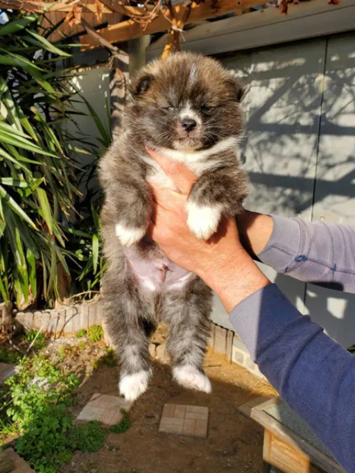 秋田犬のサムネイル画像3