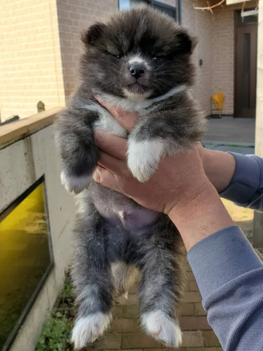 秋田犬のサムネイル画像4