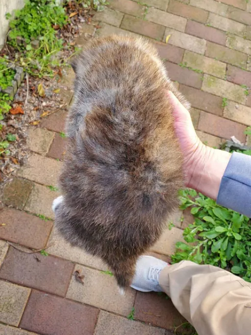 秋田犬のサムネイル画像5