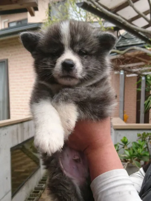 秋田犬のサムネイル画像2