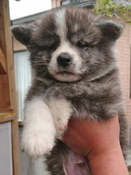 秋田犬のサムネイル画像3