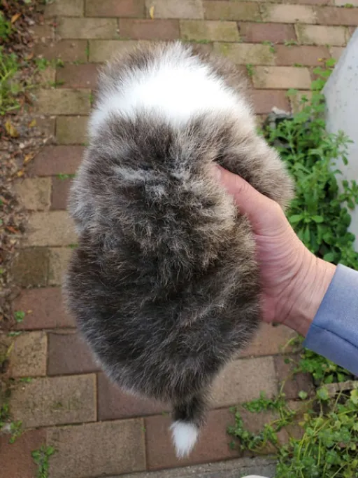 秋田犬のサムネイル画像4