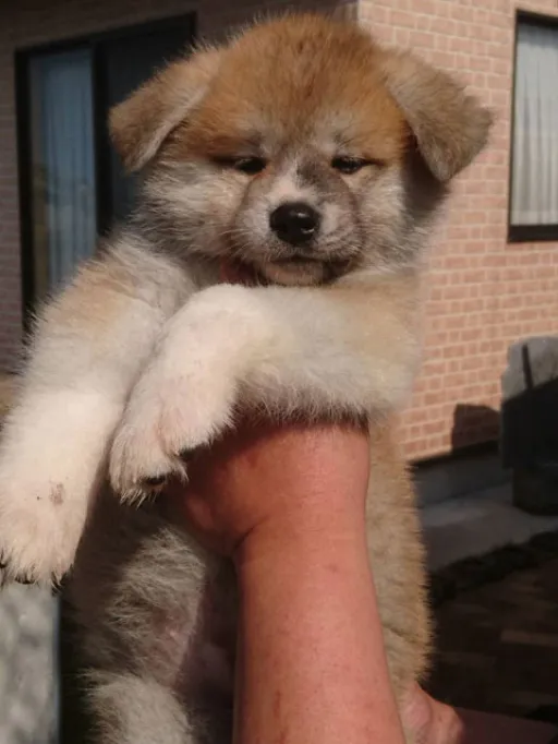 秋田犬のサムネイル画像2