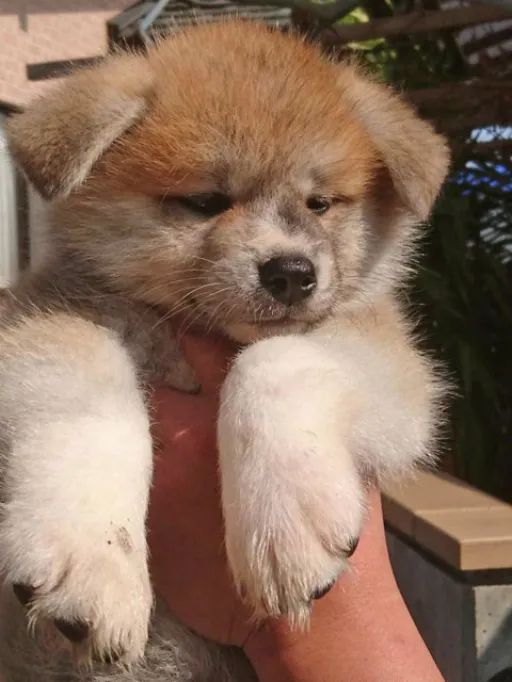 秋田犬のサムネイル画像3