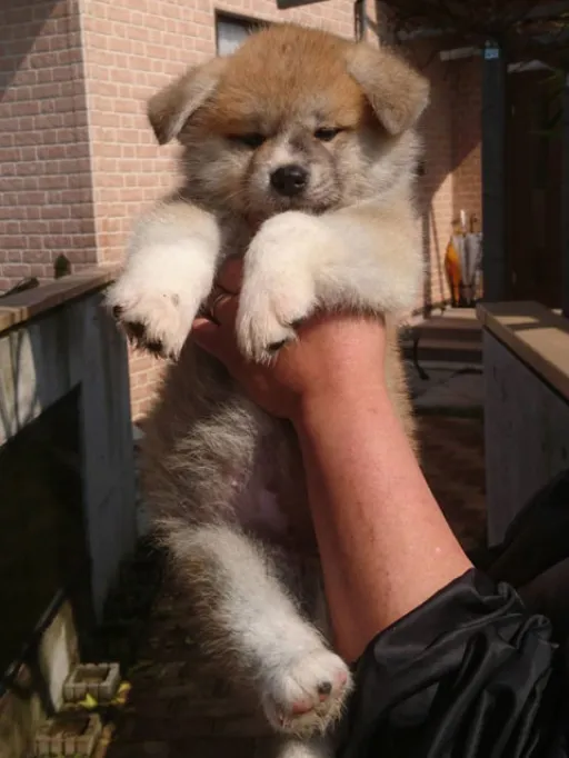 秋田犬のサムネイル画像4