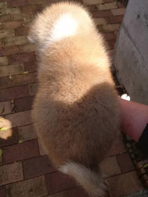 秋田犬のサムネイル画像5