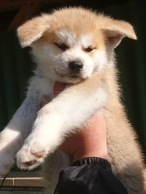 秋田犬のサムネイル画像1