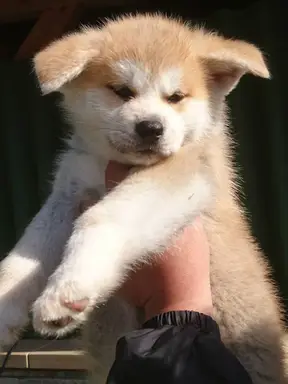 秋田犬の子犬販売