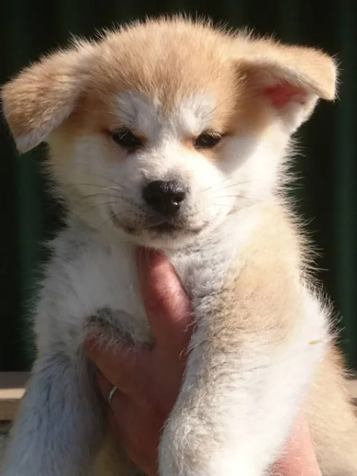 秋田犬のサムネイル画像2