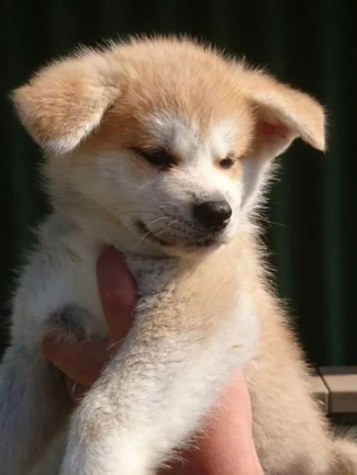 秋田犬のサムネイル画像3