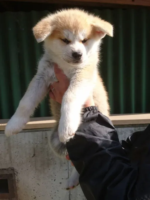 秋田犬のサムネイル画像4