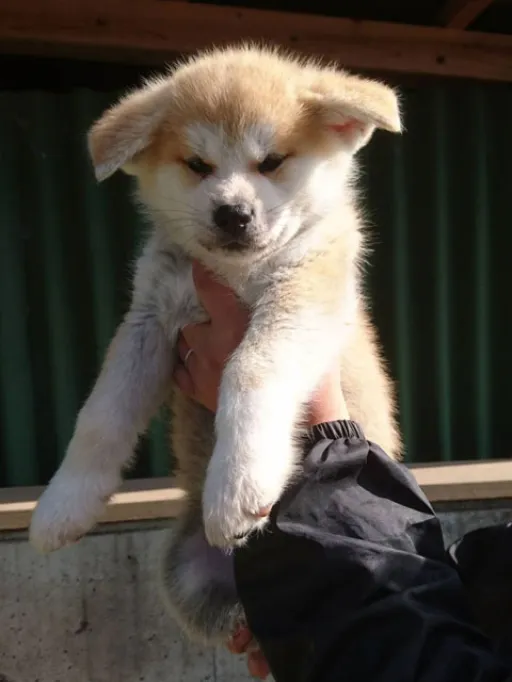 秋田犬のサムネイル画像5