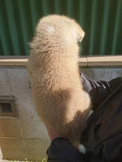 秋田犬のサムネイル画像6