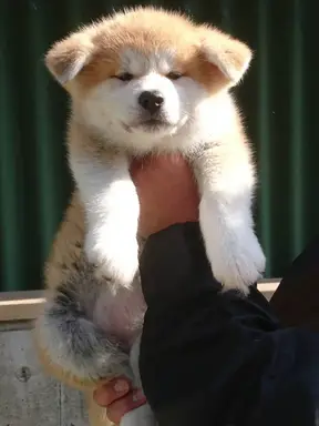 秋田犬の子犬販売