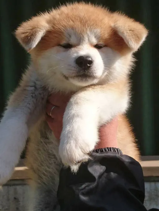 秋田犬のサムネイル画像2