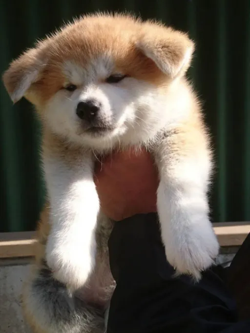 秋田犬のサムネイル画像3