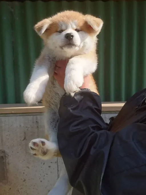 秋田犬のサムネイル画像4