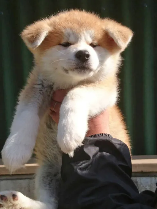 秋田犬のサムネイル画像5