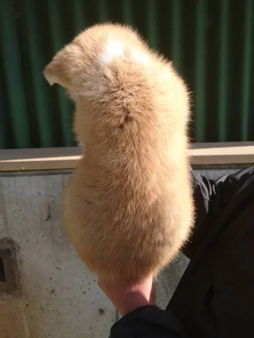 秋田犬のサムネイル画像6