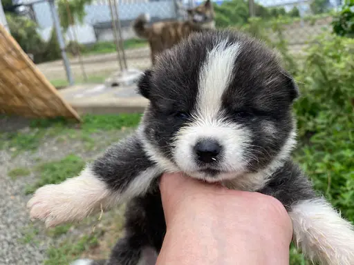 秋田犬の子犬販売