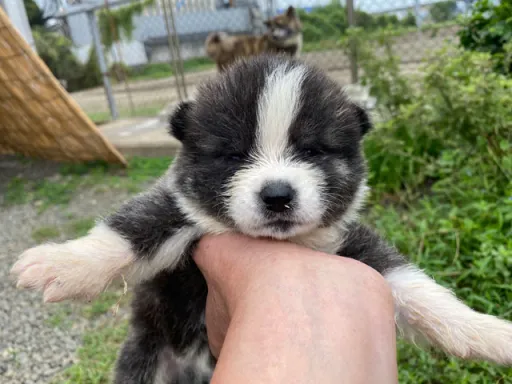 秋田犬のサムネイル画像2