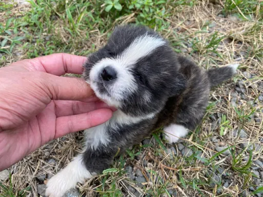 秋田犬のサムネイル画像3